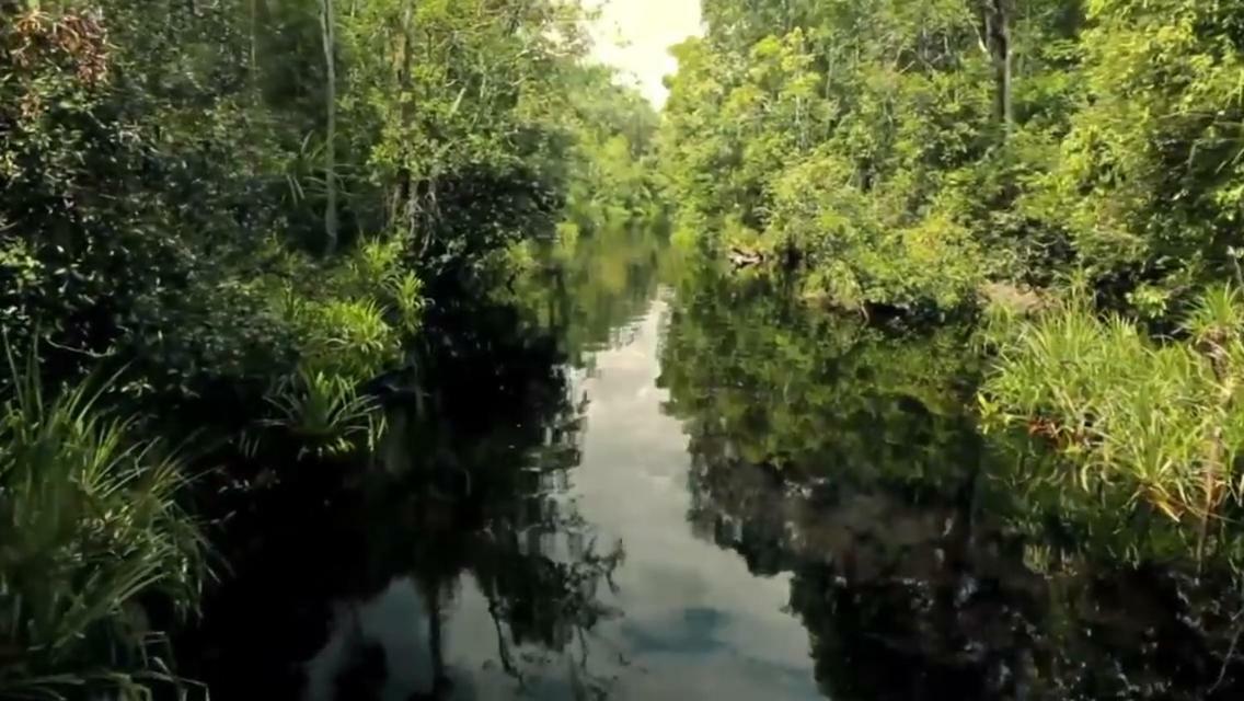 Orangutan Shaka Houseboat With Cabin Pangkalan Bun Luaran gambar