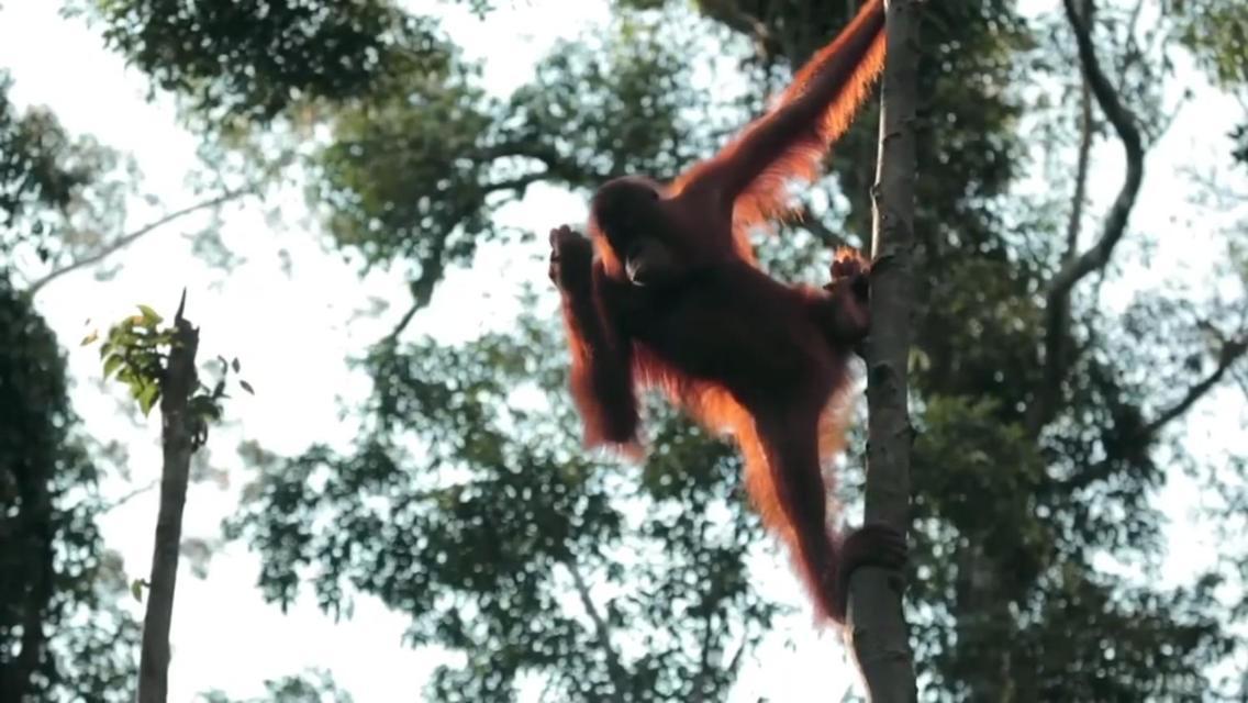 Orangutan Shaka Houseboat With Cabin Pangkalan Bun Luaran gambar