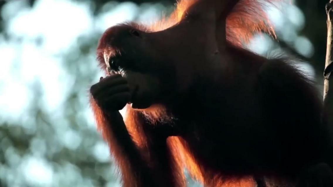 Orangutan Shaka Houseboat With Cabin Pangkalan Bun Luaran gambar