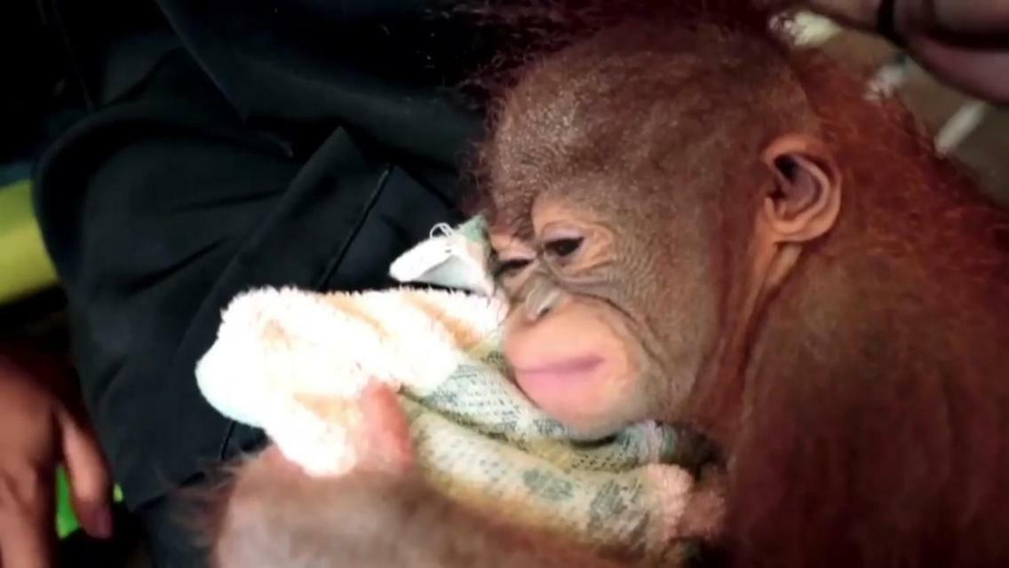 Orangutan Shaka Houseboat With Cabin Pangkalan Bun Luaran gambar