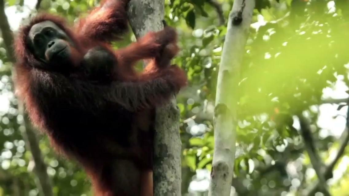 Orangutan Shaka Houseboat With Cabin Pangkalan Bun Luaran gambar
