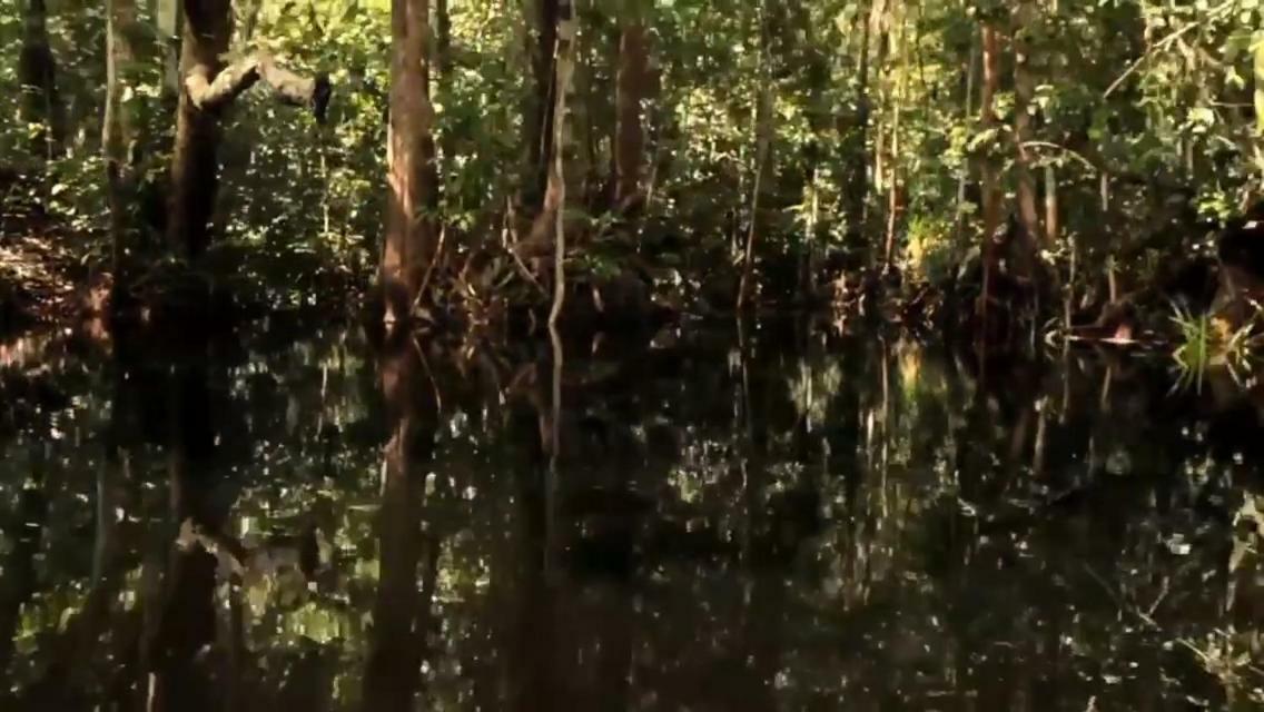 Orangutan Shaka Houseboat With Cabin Pangkalan Bun Luaran gambar