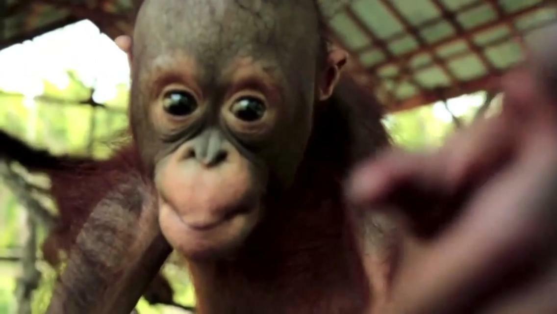 Orangutan Shaka Houseboat With Cabin Pangkalan Bun Luaran gambar