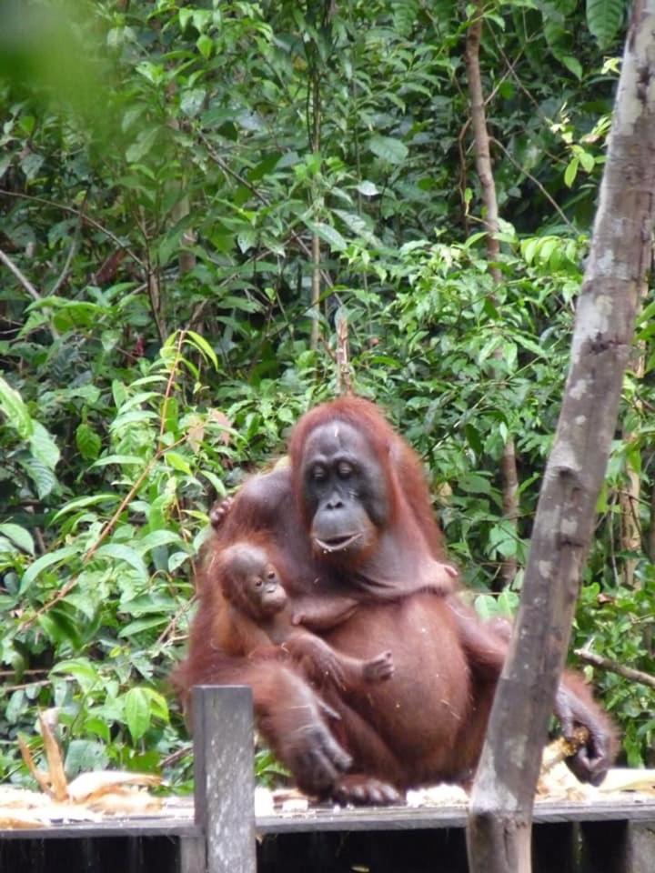 Orangutan Shaka Houseboat With Cabin Pangkalan Bun Luaran gambar