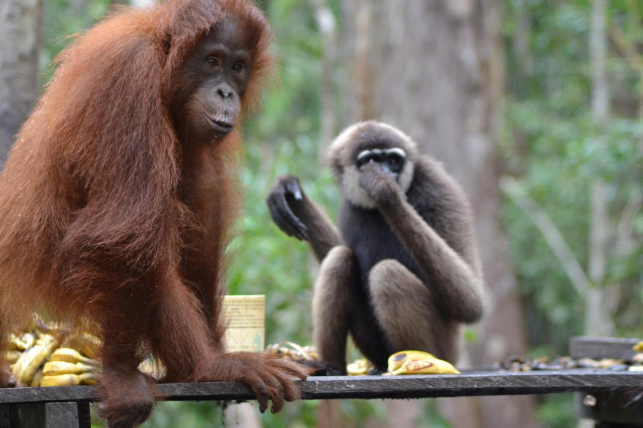 Orangutan Shaka Houseboat With Cabin Pangkalan Bun Luaran gambar