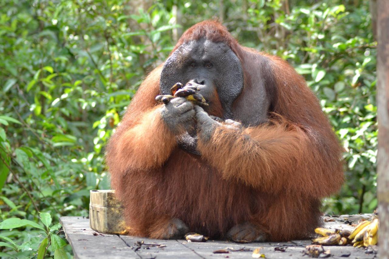 Orangutan Shaka Houseboat With Cabin Pangkalan Bun Luaran gambar