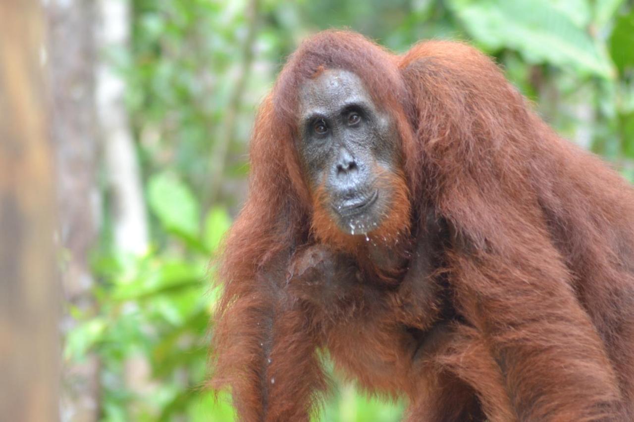 Orangutan Shaka Houseboat With Cabin Pangkalan Bun Luaran gambar