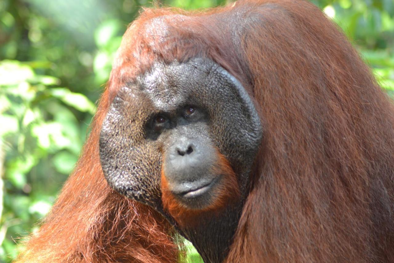 Orangutan Shaka Houseboat With Cabin Pangkalan Bun Luaran gambar