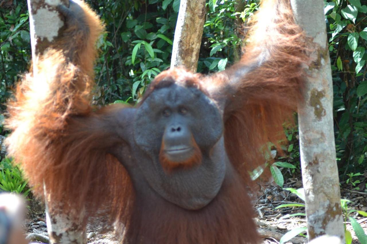 Orangutan Shaka Houseboat With Cabin Pangkalan Bun Luaran gambar