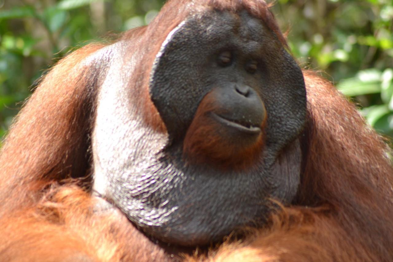Orangutan Shaka Houseboat With Cabin Pangkalan Bun Luaran gambar