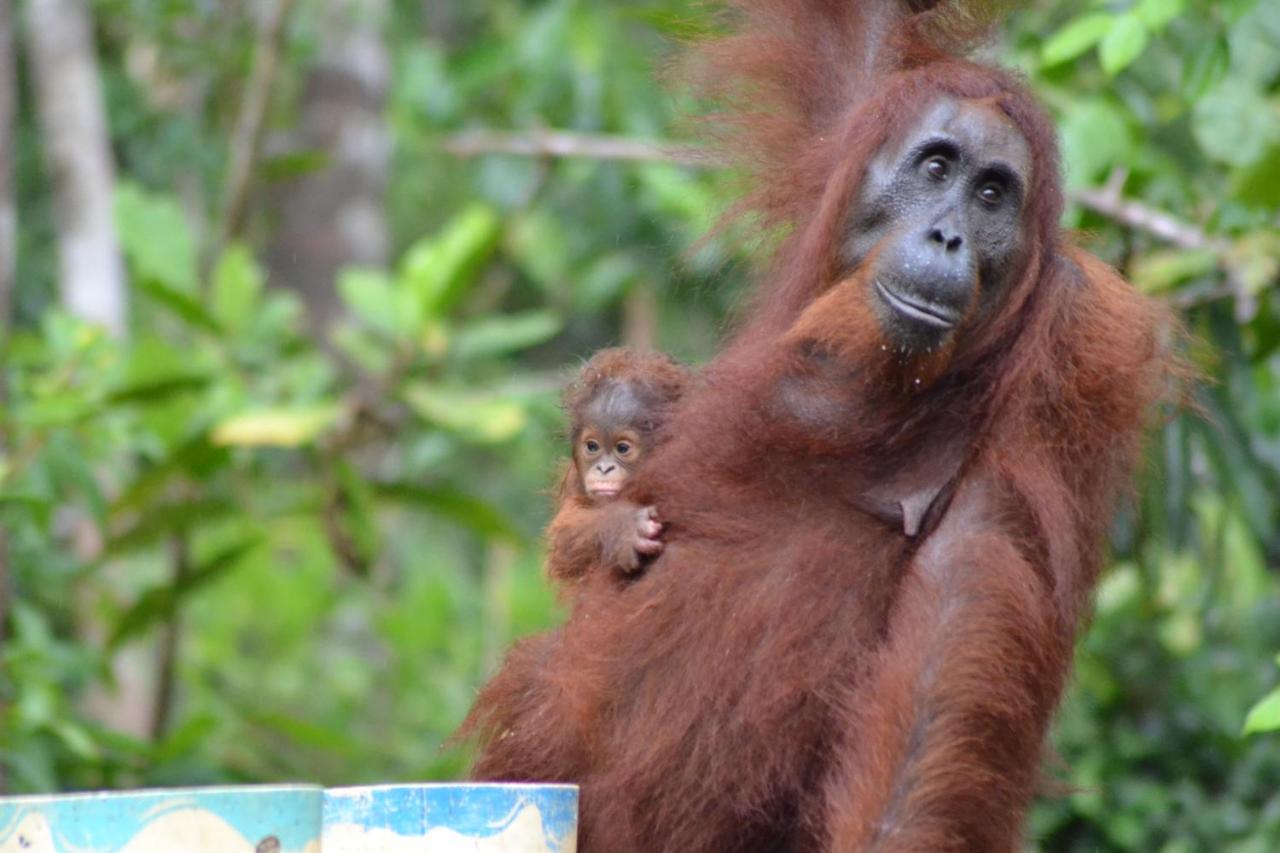 Orangutan Shaka Houseboat With Cabin Pangkalan Bun Luaran gambar