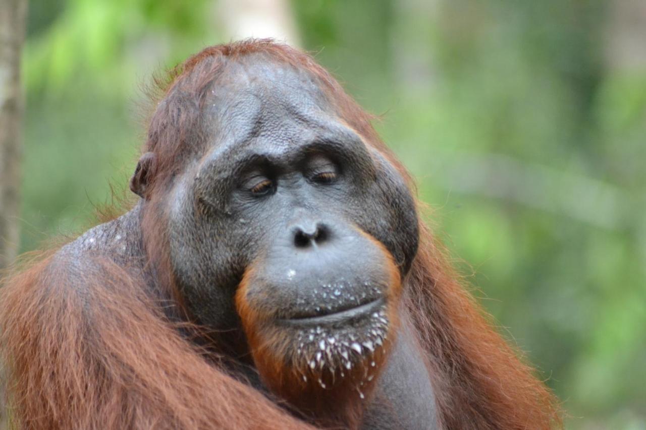 Orangutan Shaka Houseboat With Cabin Pangkalan Bun Luaran gambar