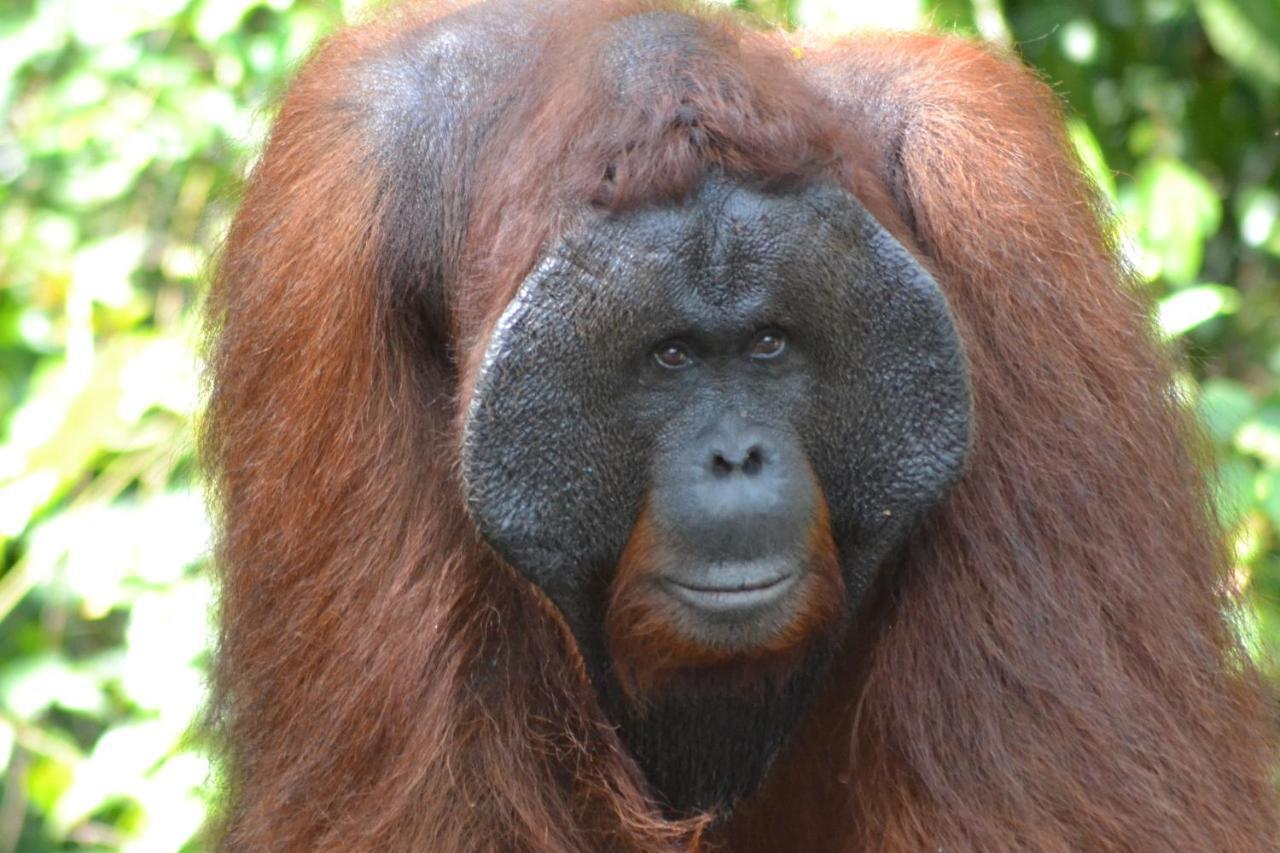 Orangutan Shaka Houseboat With Cabin Pangkalan Bun Luaran gambar